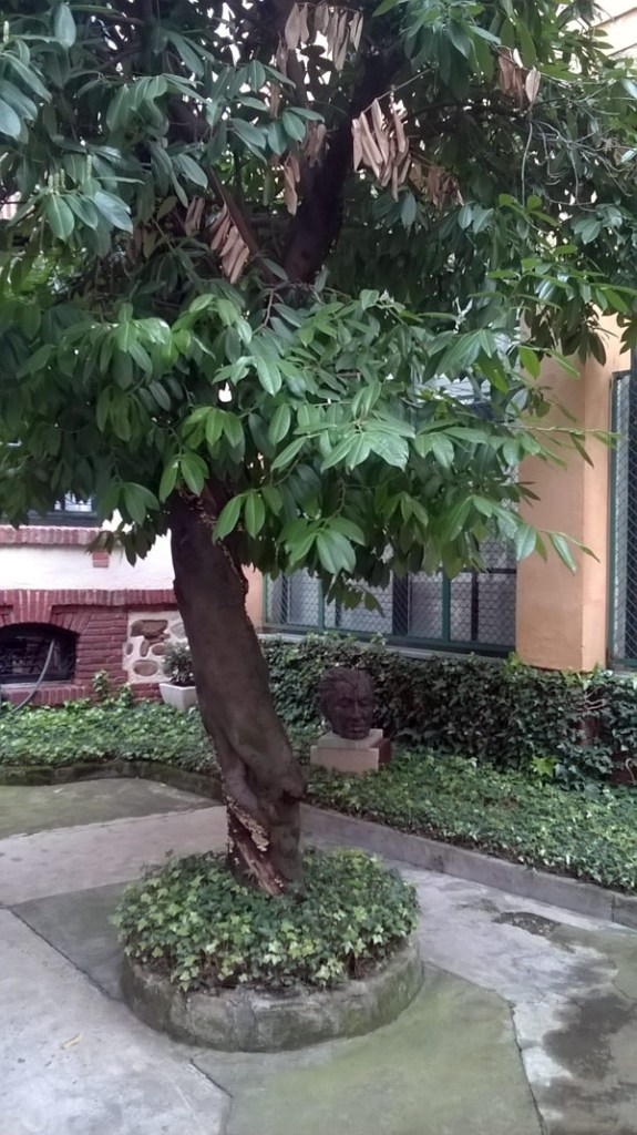 El lauro del patio de la casa de Gamoneda.